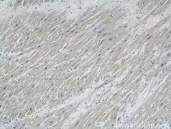 COXIV Mouse anti-Human, Mouse, Clone: 3C7D2, Proteintech:Anticuerpos:Anticuerpos