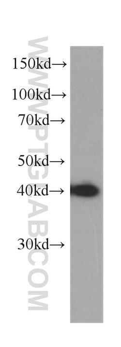 IGBP1 Mouse anti-Human, Mouse, Clone: 2D11A8, Proteintech 150 &mu;L; Unconjugated:Antibodies,