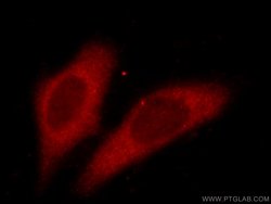 CCT3 Mouse anti-Human, Mouse, Clone: 5F5A6, Proteintech 150 &mu;L; Unconjugated:Antibodies,