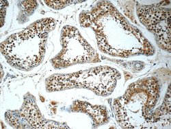 CCT3 Mouse anti-Human, Mouse, Clone: 5F5A6, Proteintech 150 &mu;L; Unconjugated:Antibodies,