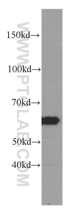 CCT3 Mouse anti-Human, Mouse, Clone: 5F5A6, Proteintech 150 &mu;L; Unconjugated:Antibodies,