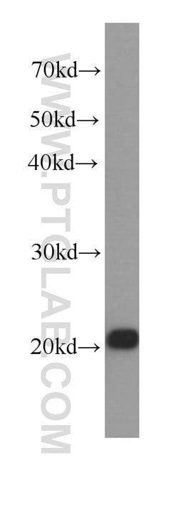 BAX Mouse anti-Human, Mouse, Rat, Clone: 4G5E8, Proteintech 150 &mu;L; Unconjugated 