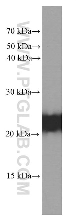 BAX Mouse anti-Human, Mouse, Rat, Clone: 4G5E8, Proteintech 150 &mu;L; Unconjugated 