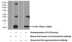 IL-10 Mouse anti-Human, Clone: 8E4B6, Proteintech 150 &mu;L; Unconjugated:Antibodies,