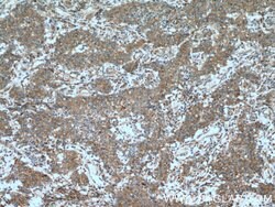SECTM1 Mouse anti-Human, Clone: 1C11B4, Proteintech:Antibodies:Primary