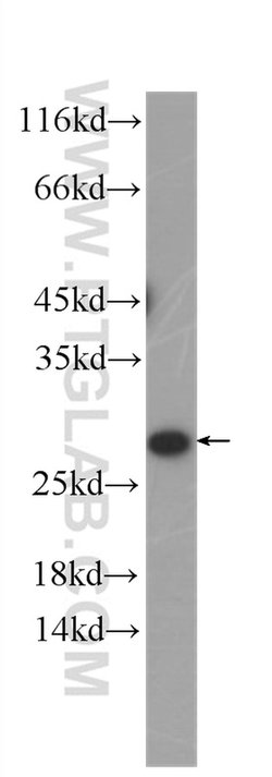 SECTM1 Mouse anti-Human, Clone: 1C11B4, Proteintech:Antibodies:Primary