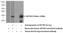 SECTM1 Mouse anti-Human, Clone: 1C11B4, Proteintech:Antibodies:Primary