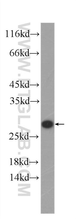 SECTM1 Mouse anti-Human, Clone: 1C11B4, Proteintech:Antibodies:Primary