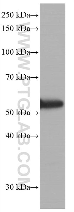 P53 Mouse anti-Human, Rat, Clone: 6C4B6, Proteintech:Antibodies:Primary