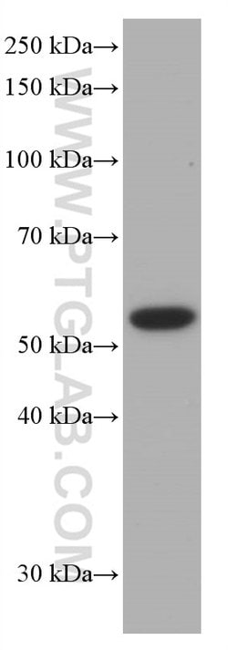 P53 Mouse anti-Human, Rat, Clone: 6C4B6, Proteintech:Antibodies:Primary