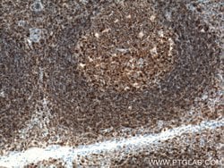 CD45 Mouse anti-Human, Porcine, Clone: 4E9B2, Proteintech:Antibodies:Primary