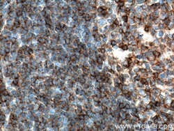 CD45 Mouse anti-Human, Porcine, Clone: 4E9B2, Proteintech:Antibodies:Primary