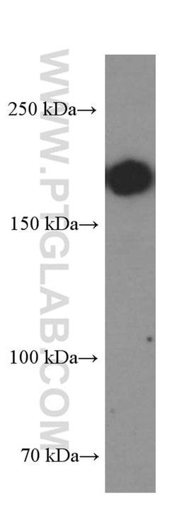 CD45 Mouse anti-Human, Porcine, Clone: 4E9B2, Proteintech:Antibodies:Primary