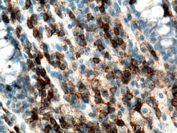 CD45 Mouse anti-Human, Porcine, Clone: 4E9B2, Proteintech:Antibodies:Primary