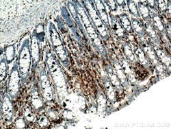 CD45 Mouse anti-Human, Porcine, Clone: 4E9B2, Proteintech:Antibodies:Primary