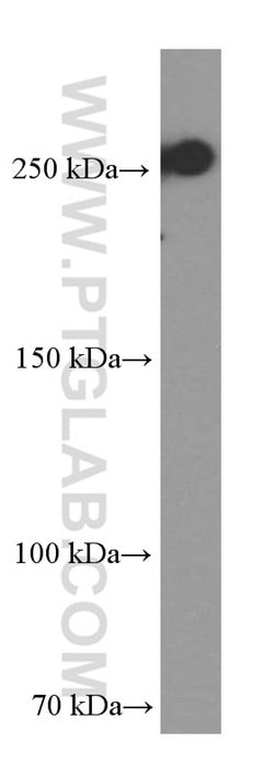 CD45 Mouse anti-Human, Porcine, Clone: 4E9B2, Proteintech:Antibodies:Primary