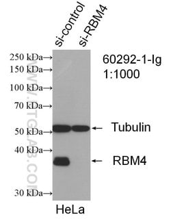 RBM4 Mouse anti-Human, Clone: 3H3F12, Proteintech:Antibodies:Primary Antibodies