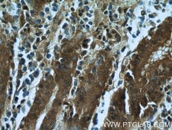 RBM4 Mouse anti-Human, Clone: 3H3F12, Proteintech:Antibodies:Primary Antibodies