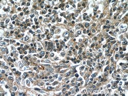 SCGF Mouse anti-Human, Clone: 4H11E4, Proteintech:Antibodies:Primary Antibodies