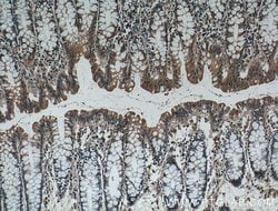 IL37 Mouse anti-Human, Clone: 7F1A1, Proteintech:Antibodies:Primary Antibodies