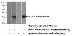 IL37 Mouse anti-Human, Clone: 7F1A1, Proteintech:Antibodies:Primary Antibodies