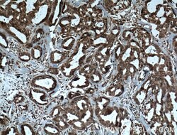 IL37 Mouse anti-Human, Clone: 7F1A1, Proteintech:Antibodies:Primary Antibodies
