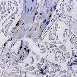 Tat epitope 1 Monoclonal Antibody (ABM029), Abbomax 100 &mu;g | Buy Online | Abbomax Inc | Fisher Scientific