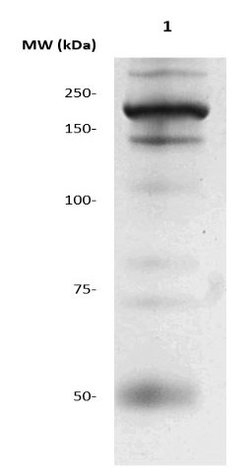 Myosin Heavy Chain, Cardiac Monoclonal Antibody (9G11), Abbomax 100 &mu;g;