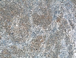 BID Mouse anti-Human, Clone: 2A2E5, Proteintech:Antibodies:Primary Antibodies