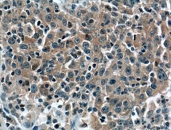 BID Mouse anti-Human, Clone: 2A2E5, Proteintech:Antibodies:Primary Antibodies