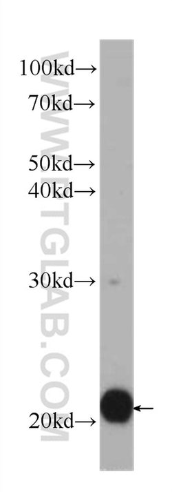 BID Mouse anti-Human, Clone: 2A2E5, Proteintech:Antibodies:Primary Antibodies