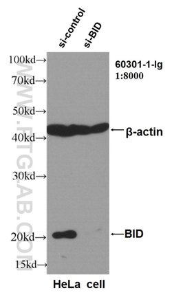 BID Mouse anti-Human, Clone: 2A2E5, Proteintech:Antibodies:Primary Antibodies