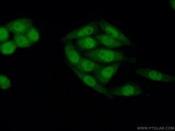 SIRT1 Mouse anti-Human, Mouse, Clone: 7F6G6, Proteintech:Antibodies:Primary
