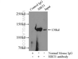SIRT1 Mouse anti-Human, Mouse, Clone: 7F6G6, Proteintech:Antibodies:Primary