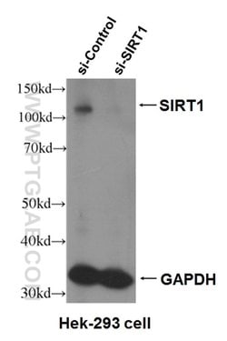 SIRT1 Mouse anti-Human, Mouse, Clone: 7F6G6, Proteintech:Antibodies:Primary