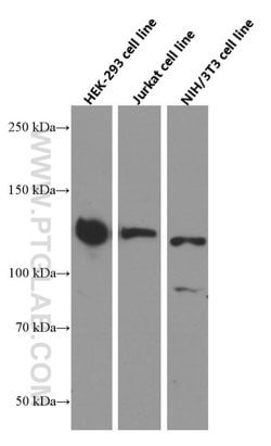 SIRT1 Mouse anti-Human, Mouse, Clone: 7F6G6, Proteintech:Antibodies:Primary