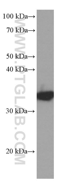 SGTA Mouse anti-Human, Mouse, Clone: 3B10B11, Proteintech 150 &mu;L; Unconjugated:Antibodies,