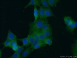 c-SRC Mouse anti-Hamster, Human, Mouse, Clone: 5E10C4, Proteintech:Antibodies:Primary
