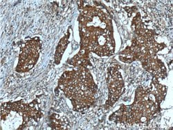 c-SRC Mouse anti-Hamster, Human, Mouse, Clone: 5E10C4, Proteintech:Antibodies:Primary