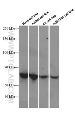 c-SRC Mouse anti-Hamster, Human, Mouse, Clone: 5E10C4, Proteintech:Antibodies:Primary
