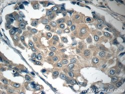 c-SRC Mouse anti-Hamster, Human, Mouse, Clone: 5E10C4, Proteintech:Antibodies:Primary