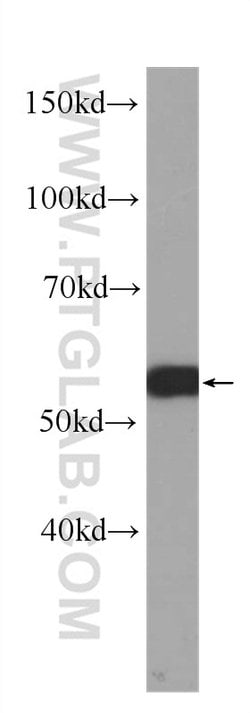 c-SRC Mouse anti-Hamster, Human, Mouse, Clone: 5E10C4, Proteintech:Antibodies:Primary
