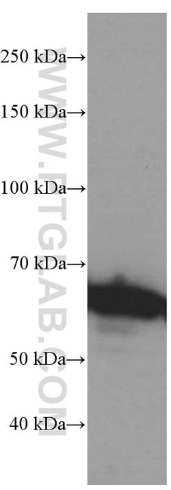 c-SRC Mouse anti-Hamster, Human, Mouse, Clone: 5E10C4, Proteintech:Antibodies:Primary