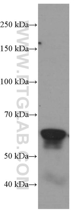 c-SRC Mouse anti-Hamster, Human, Mouse, Clone: 5E10C4, Proteintech:Antibodies:Primary