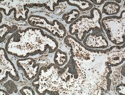 HSP90 Mouse anti-Human, Mouse, Porcine, Rat, Clone: 3F11C1, Proteintech:Antibodies:Primary
