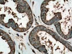 HSP90 Mouse anti-Human, Mouse, Porcine, Rat, Clone: 3F11C1, Proteintech:Antibodies:Primary