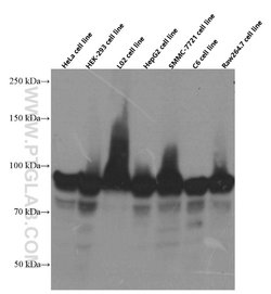 HSP90 Mouse anti-Human, Mouse, Porcine, Rat, Clone: 3F11C1, Proteintech:Antibodies:Primary