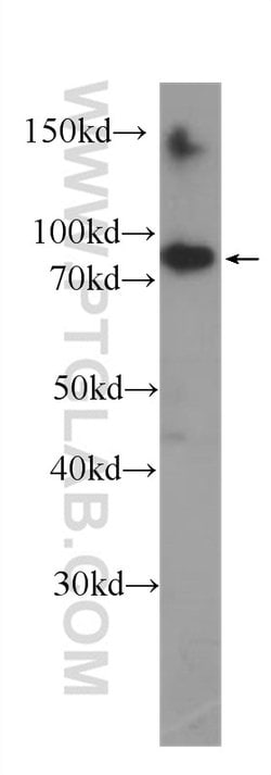 HSP90 Mouse anti-Human, Mouse, Porcine, Rat, Clone: 3F11C1, Proteintech:Antibodies:Primary