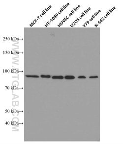 FGFR1 Mouse anti-Human, Mouse, Clone: 10F12E7, Proteintech:Antibodies:Primary