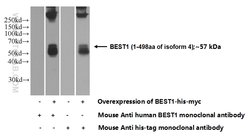 Bestrophin-1 Mouse anti-Human, Clone: 4D5F1, Proteintech 150 &mu;L | Buy Online | Proteintech Group Inc | Fisher Scientific